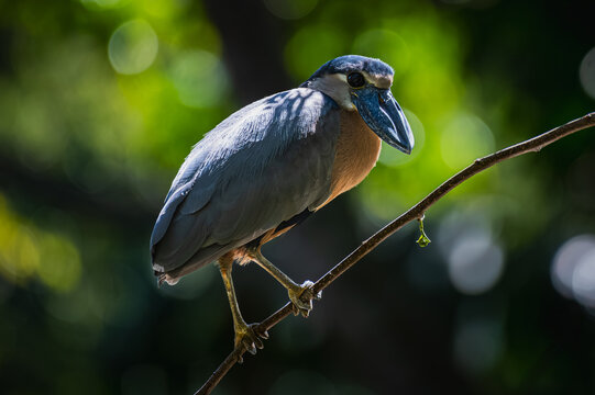 Boat-billed heron (Cochlearius cochlearius)