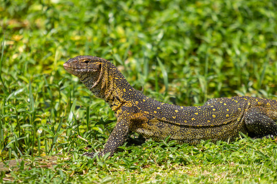 Nile monitor lizard in green grass wildlife close up
