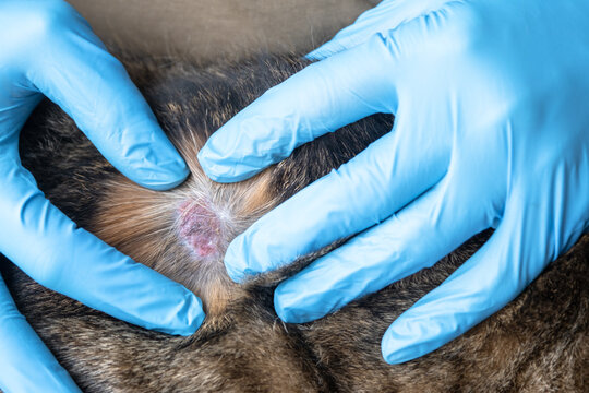 Veterinarian examines cat's skin lesion with gloves, possible ringworm or fungal infection, street-contracted disease, diagnosis and treatment.