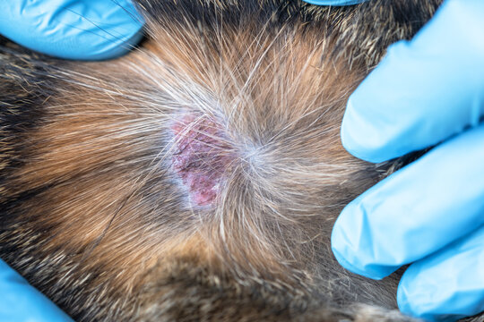 Gloved vet examines fungal skin lesion on cat, likely ringworm caught outdoors, visible bald spot, start of veterinary therapy.