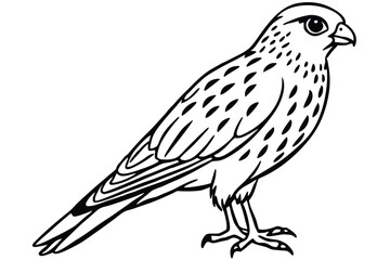 Fototapeta premium kestrel bird silhouette line art vector illustration with a white background