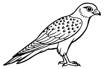 Fototapeta premium kestrel bird silhouette line art vector illustration with a white background