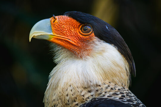 Crested caracara (Caracara plancus)