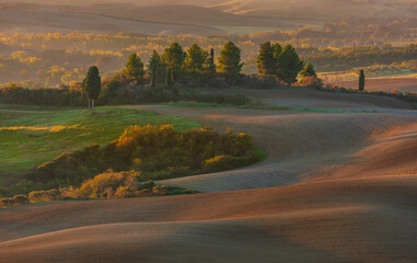 Fototapeta premium Rolling hills of Tuscany at sunrise in Val d'Orcia, San Quirico d'Orcia, Italy.