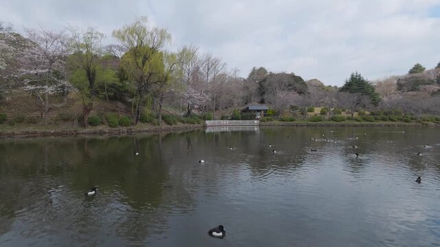 三ッ池公園の池と鳥