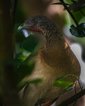 Grey-headed chachalaca (Ortalis cinereiceps)