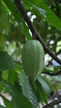 Green chocolate at an Acehnese farmer's plantation