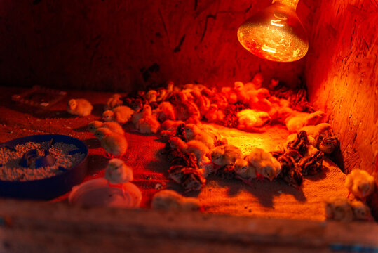Baby quail chicks under heat lamp in brooder poultry farming concept