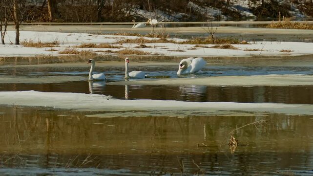 Swans returning to their birth pond swim in the spring meltwater.