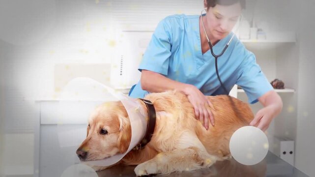 Vet adjusting cone, placing stethoscope, listening and palpating dog on stainless table during exam