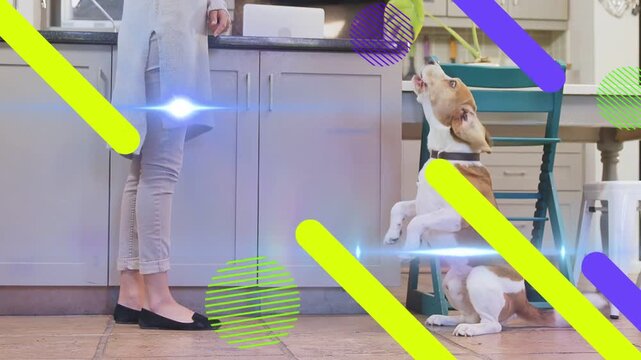 Woman holding treat in kitchen, dog rising begging for treat while pet graphics sweeping over scene