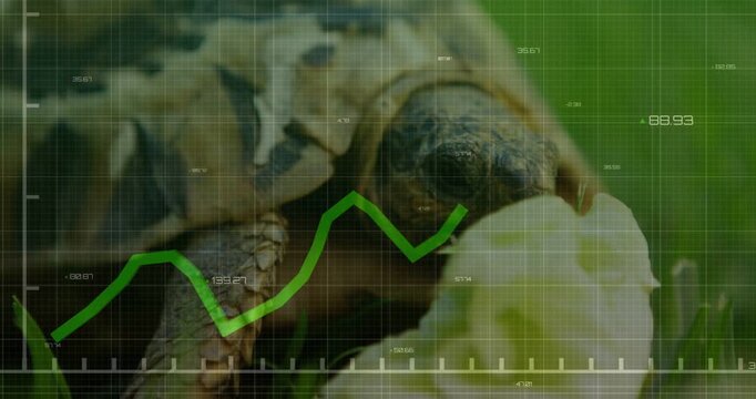 Vertical video: Turtle eating lettuce for biology, overlay grid with green graph rising near head