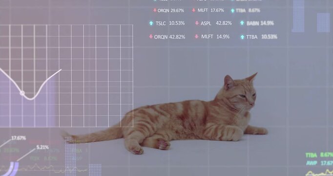 Ginger tabby cat lying, turning head right, HUD overlays fading in and animating data