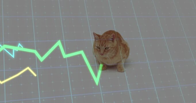 Tabby cat grooming then turning head while responding to moving neon data graphs on grid floor