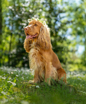 English cocker spaniel with flower crown in sunlit spring nature