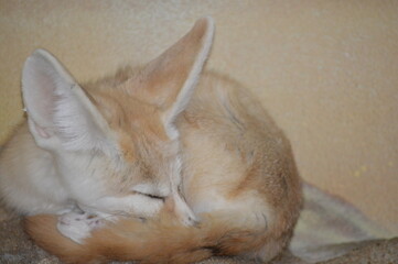 Fototapeta premium sleepy fox