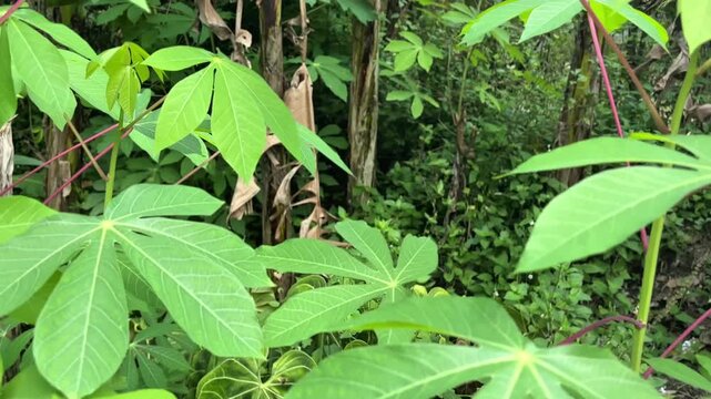 Close-up of green cassava leaves in a tropical garden, camera panning left.