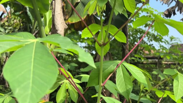 Top-down reveal starting from the sky, moving down to focus on the lush foliage and trunk of a cassava tree.