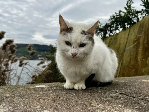 A portrait of a stray cat near Lake Averno, Italy