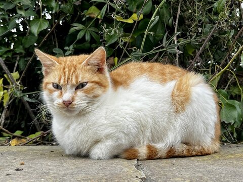 A disgruntled orange and white cat near Lake Averno, Italy