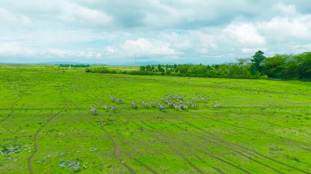Herd of zebras running across green grasslands with visible dirt tracks in an aerial shot over the savanna of Kenya.