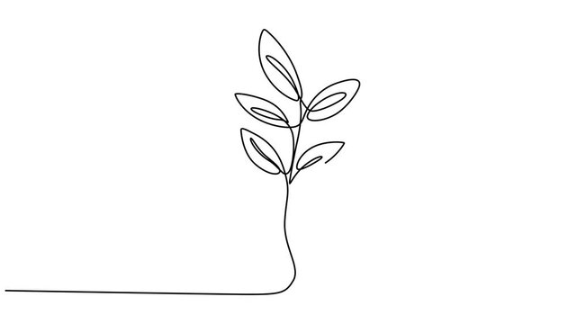 Animated self drawing of continuous line draw of hand holding plant with leaf.  Full length one line animation. 4K, Hands holding leaves branch continuous line drawing animated video. Plant in hands.