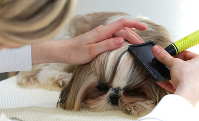 Fototapeta premium A girl combs and tidies up the beautiful face of a Shih Tzu dog.