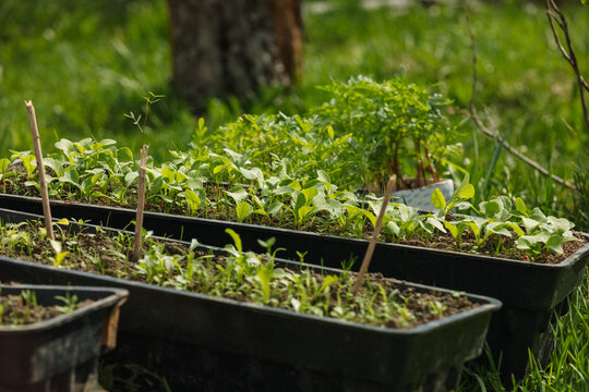 Seedlings thriving in garden trays