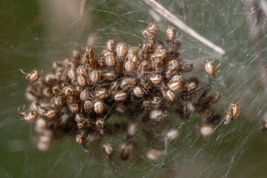 Cluster of baby spiders in a delicate web