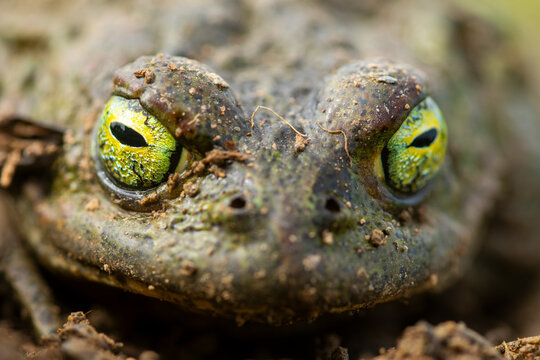 Close-up of a natterjack toad in natural habitat
