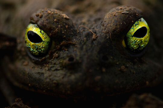 Close-up of natterjack toad's vibrant yellow eyes