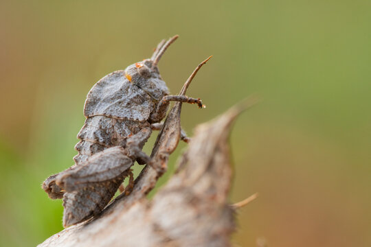 Macro view of Iberian wildlife in spring