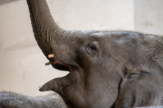 Close up of playful baby elephant