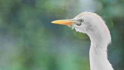 Fototapeta premium White egret banner with copy space on soft green background