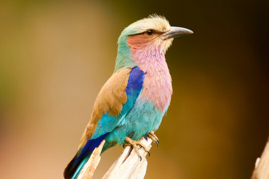 lilacbreasted roller, Coracias caudatus, sitting on branch, close 2603