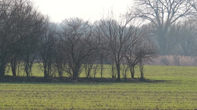 Row of trees along a green field in early spring with soft sunlight and natural haze. Calm rural landscape with seasonal atmosphere and natural textures.