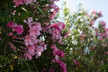 Fototapeta premium Pink oleander flowers on tree with green leaves, blooming garden plant, vibrant floral background, summer nature, romantic and decorative concept, copy space