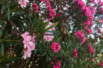 Fototapeta premium Pink oleander flowers on tree with green leaves, blooming garden plant, vibrant floral background, summer nature, romantic and decorative concept, copy space