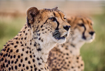 portrait of two cheetahs, Acinonyx jubatus, attentively looking  © meyblume