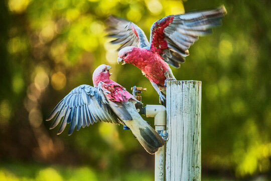 galahs fighting for water at tap 
