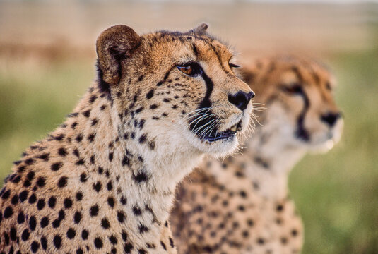portrait of two cheetahs, Acinonyx jubatus, attentively looking
