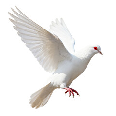 Fototapeta premium [Transparent Background PNG]Flying White Pigeon with Red Eye