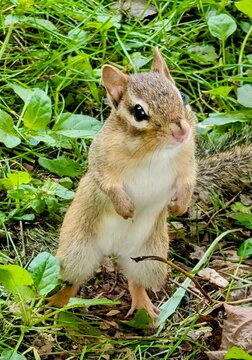 Tamia ou suisse en position debout dans le jardin, Qu&eacute;bec