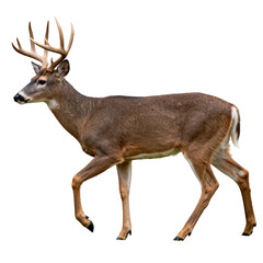 Obraz premium [Transparent Background PNG]White - tailed Deer Buck with Antlers