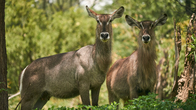 two waterbucks looking attentively, close 684