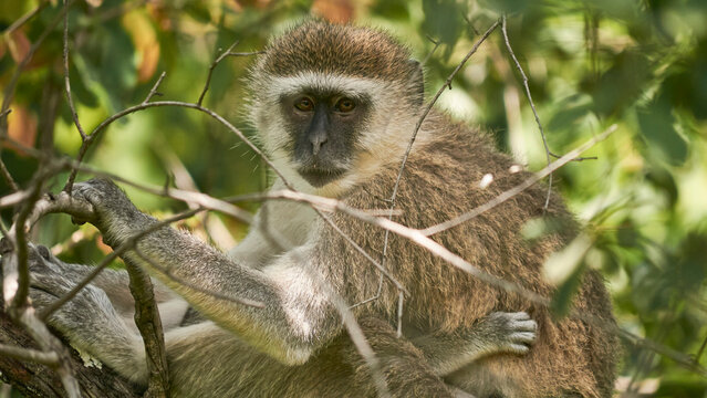vervet monkey resting, close up 688