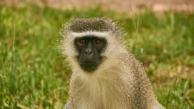 vervet monkey resting, close up 761

