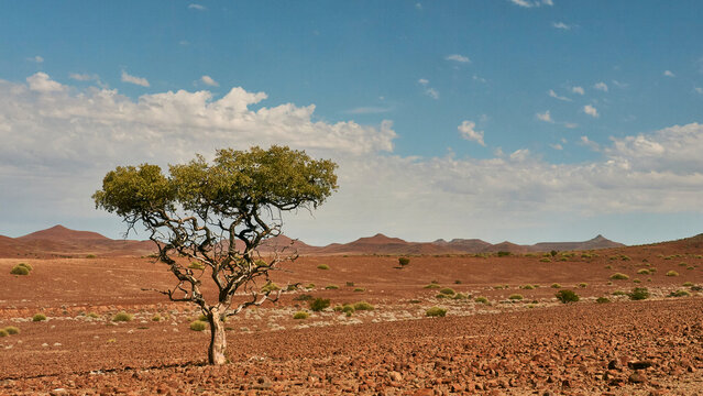 lonely tree in wide stone desert of Damaraland in Namib desert 043   
