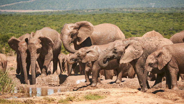 african elephants close to the waterhole, drinking 222 
