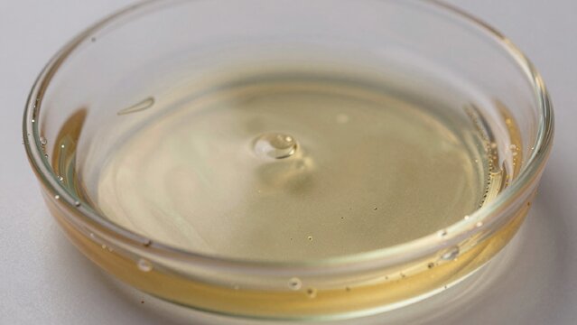 Close-up petri dish filled light yellow liquid appears slightly translucent smooth texture small bubbles scatt